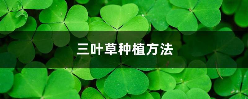 三葉草種植方法