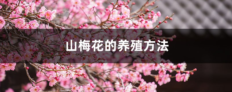山梅花的養殖方法