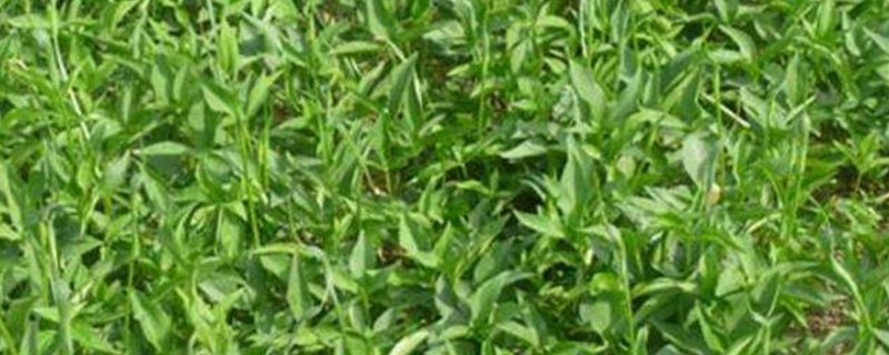 水半夏的養殖方法和注意事項