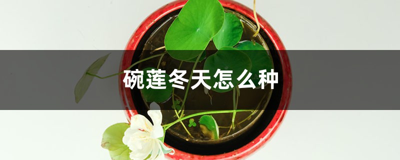 碗蓮冬天怎麼種