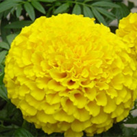 萬壽菊