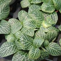 網紋草