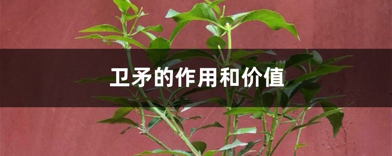 衛矛的作用和價值