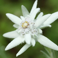 雪絨花