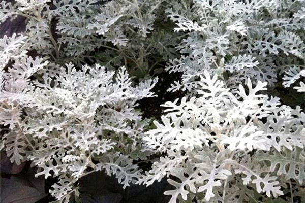 雪葉蓮有毒嗎，可以家養嗎