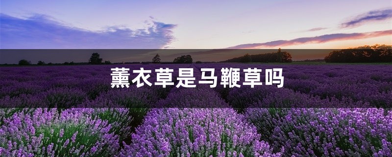 薰衣草是馬鞭草嗎，馬鞭花和薰衣草一樣嗎