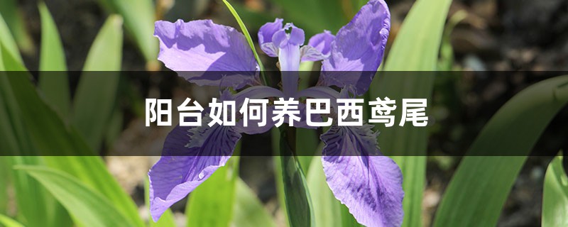 陽臺如何養巴西鳶尾，需要注意什麼