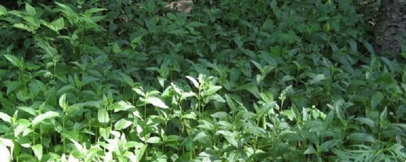 怎麼養甘露子