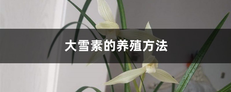 大雪素的養殖方法和注意事項大全