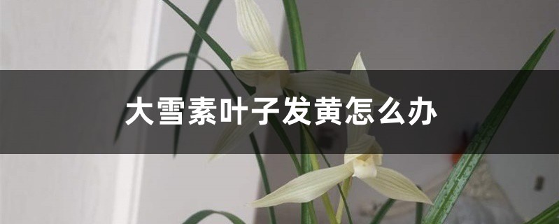 大雪素葉子發黃怎麼辦