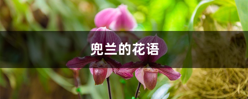 兜蘭的花語和寓意，有什麼傳說故事