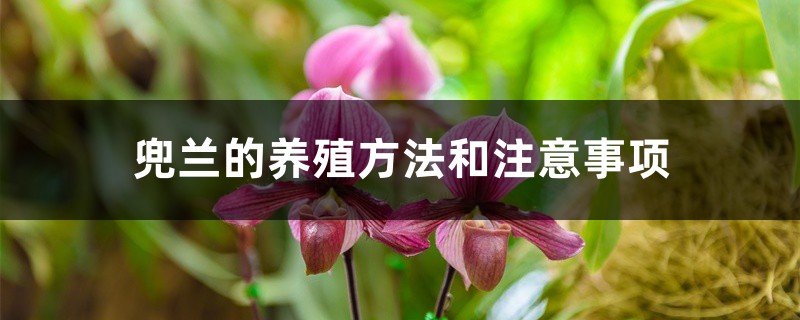 兜蘭的養殖方法和注意事項