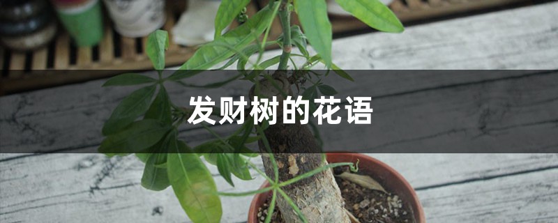 發財樹的花語和寓意，有什麼傳說故事