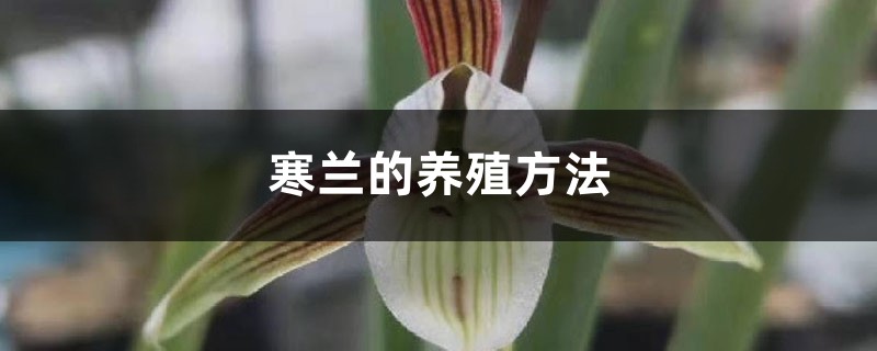 寒蘭的養殖方法