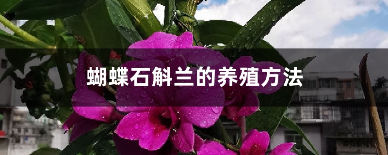 蝴蝶石斛蘭的養殖方法和注意事項