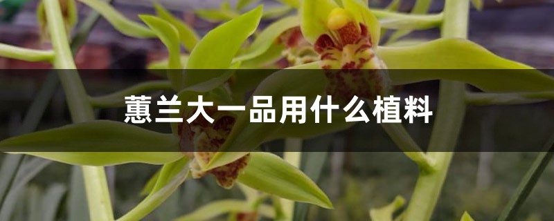 蕙蘭大一品用什麼植料，容易開花嗎，好養嗎