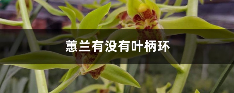 蕙蘭有沒有葉柄環，什麼蘭花沒有葉柄環