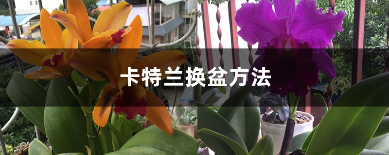 卡特蘭換盆方法