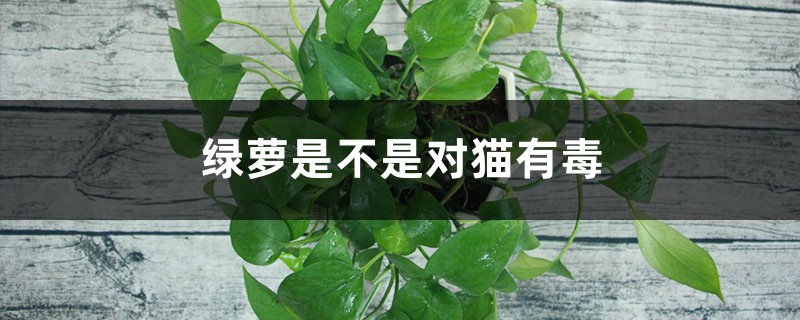 綠蘿是不是對貓有毒，貓能不能聞綠蘿