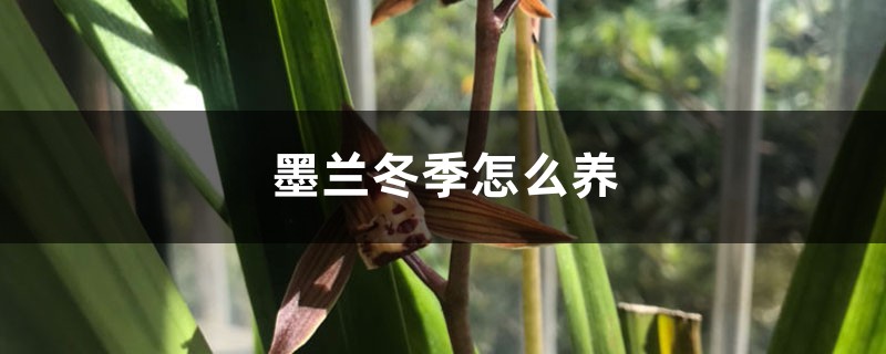 墨蘭冬季怎麼養，怎麼澆水