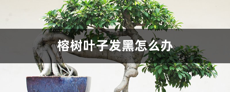 榕樹葉子發黑怎麼辦
