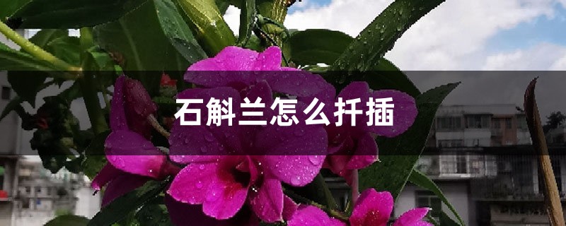 石斛蘭怎麼扦插
