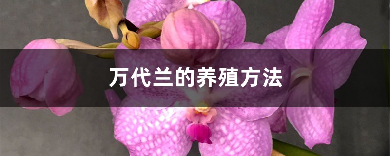 萬代蘭的養殖方法