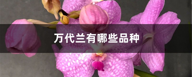 萬代蘭有哪些品種