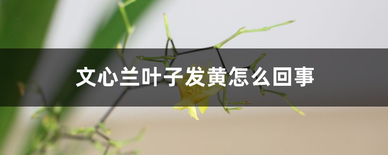 文心蘭葉子發黃怎麼回事，怎麼辦