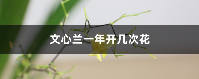 文心蘭一年開幾次花，花期過後怎麼處理