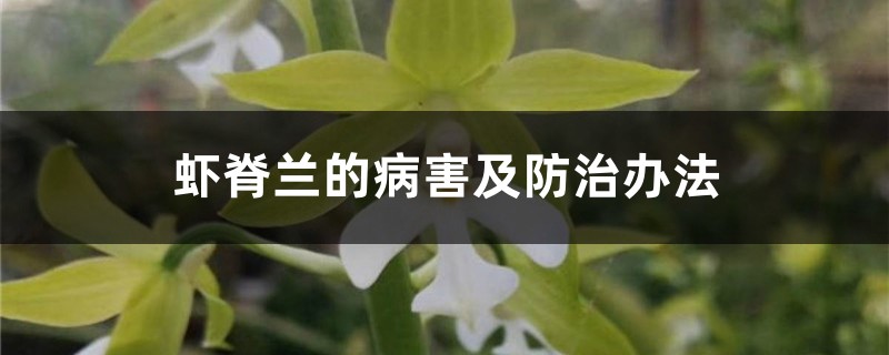 蝦脊蘭的病害及防治辦法