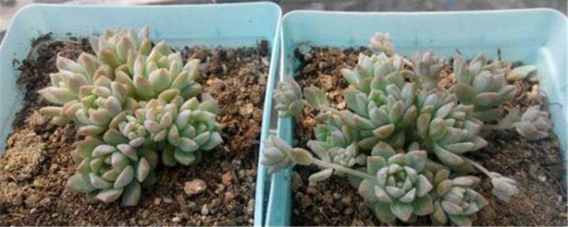 小玉的養殖方法