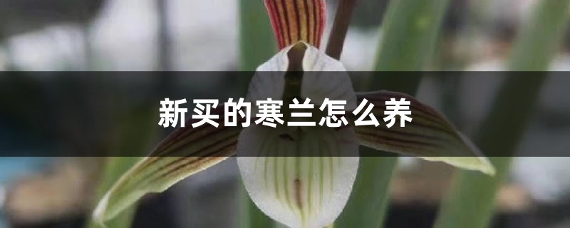 新買的寒蘭怎麼養