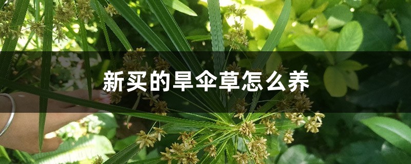 新買的旱傘草怎麼養
