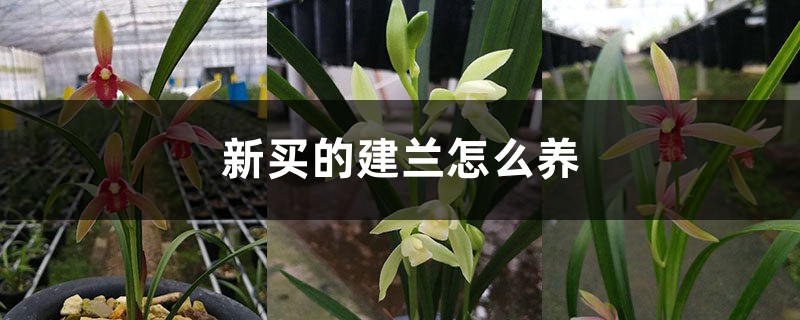 新買的建蘭怎麼養