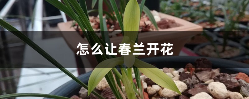怎麼讓春蘭開花，養幾年能開花