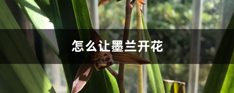 怎麼讓墨蘭開花，開花期怎麼養