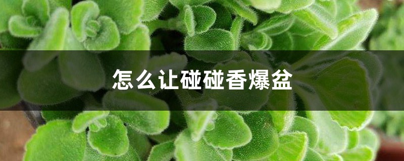 怎麼讓碰碰香爆盆，把葉片養厚