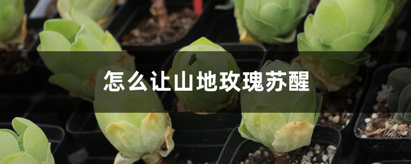 怎麼讓山地玫瑰甦醒，甦醒後怎麼養
