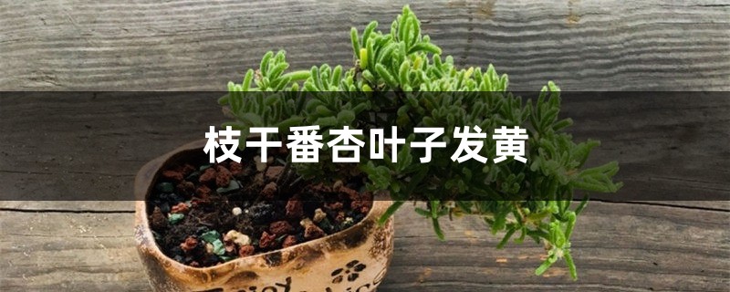 枝幹番杏黃葉的原因和處理辦法