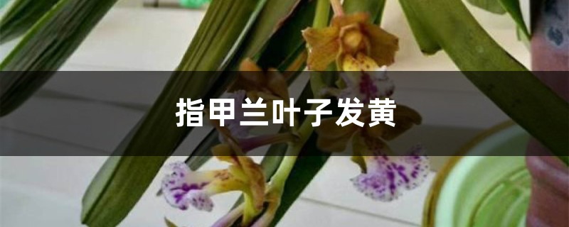 指甲蘭黃葉的原因和處理辦法