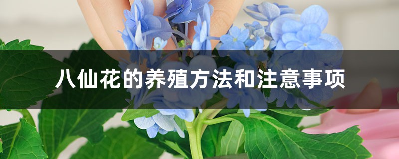八仙花的養殖方法和注意事項
