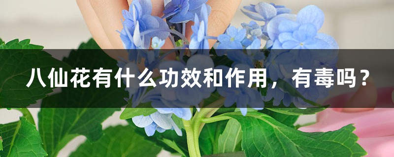 八仙花有什麼功效和作用，有毒嗎？