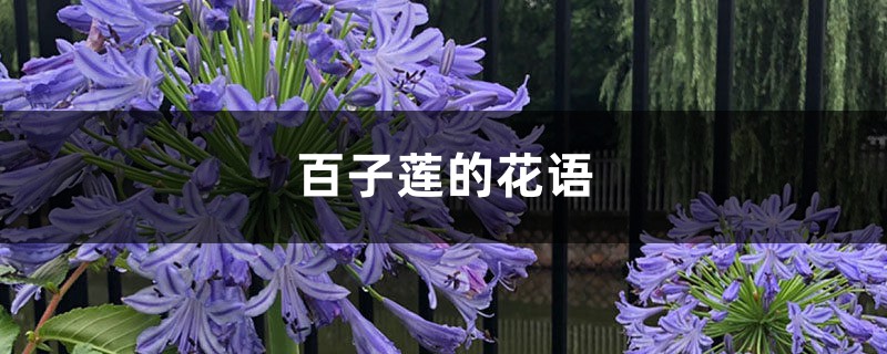 百子蓮的花語和寓意，適合送給什麼人