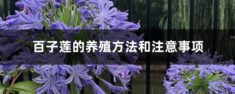 百子蓮的養殖方法和注意事項