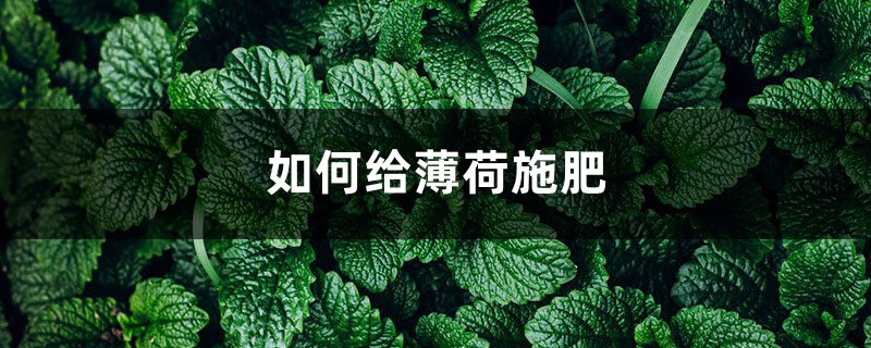 薄荷施肥方法，用什麼肥好