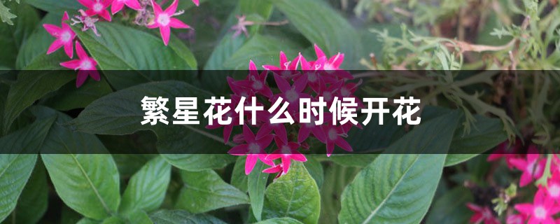 繁星花什麼時候開花
