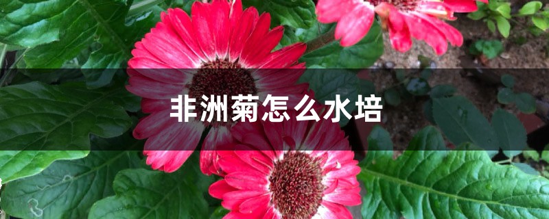 非洲菊怎麼水培