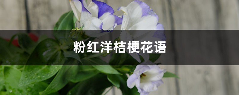 粉紅洋桔梗花語