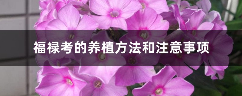 福祿考的養植方法和注意事項